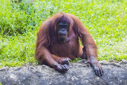 Orangutan in Sumatra, Indonesia