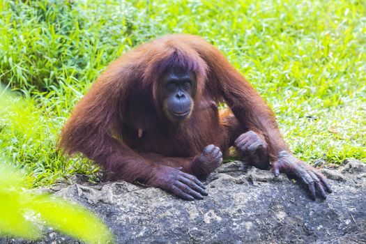Orangutan in Sumatra, Indonesia