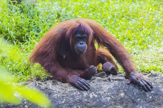 Orangutan in Sumatra, Indonesia
