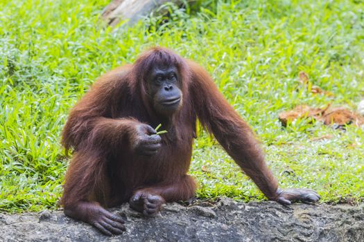 Orangutan in Sumatra, Indonesia