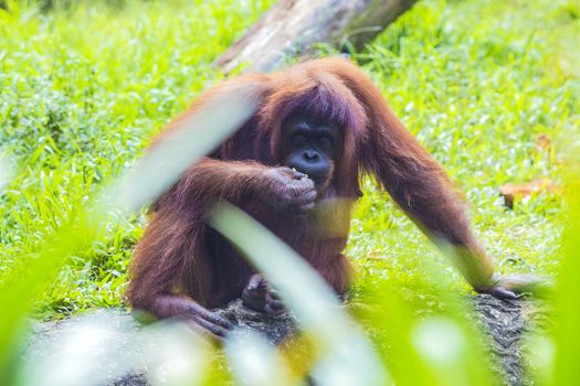 Orangutan in Sumatra, Indonesia