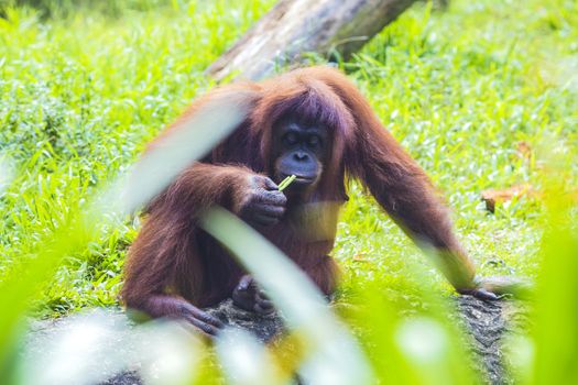 Orangutan in Sumatra, Indonesia