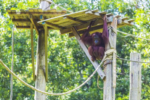 Orangutan in Sumatra, Indonesia