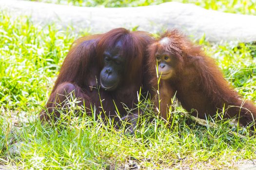 Mother and baby orangutans