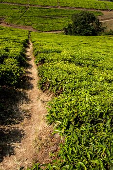 A View of a tea plantation in Tanzania, clearly showing the fastness of the farm, and the little walkways inbetween the tea plantations.