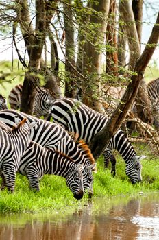 Zebras drinking water at a stream under the acacia trees.
