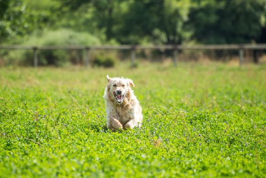 Golden Retriever running through the fields at full speed, and enjoying herself.