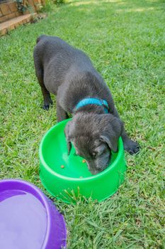 Labrador puppy eating food and drinking water outside on the lawn