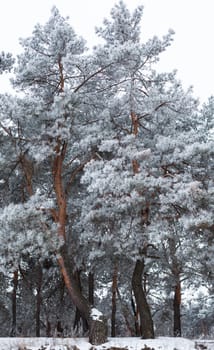 Pine trees covered with hoarfrost in the cloudy day.