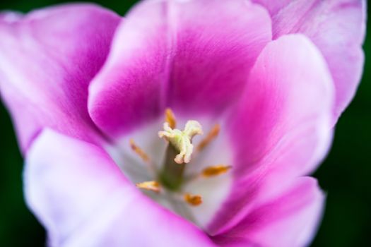 Closeup of the blooming pink tulip flower