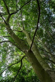 low viewpoint shot of trees with leaves