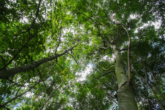 low viewpoint shot of trees with leaves