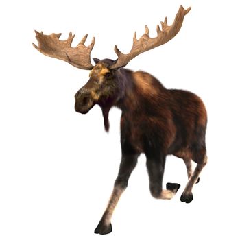 3D digital render of a  running moose (North America) or Eurasian elk (Europe), or Alces alces, isolated on white background