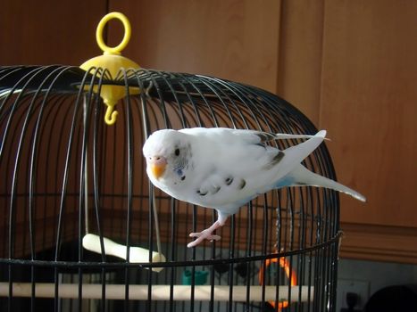 cute budgie bird