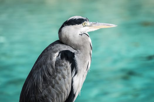 Herons are medium to large sized birds with long legs and neck. The necks are able to kink in an S shape, due to the modified shape of the sixth vertebrae. The neck is able to retract and extend, and is retracted during flight.

The neck is longer in the day herons than the night herons and bitterns. The legs are long and strong and are not feathered from the lower part of the tibia.

In flight the legs and feet are held backward. The feet of herons have long thin toes, with three forward pointing ones and one going backward. The bill is generally long and harpoon like.