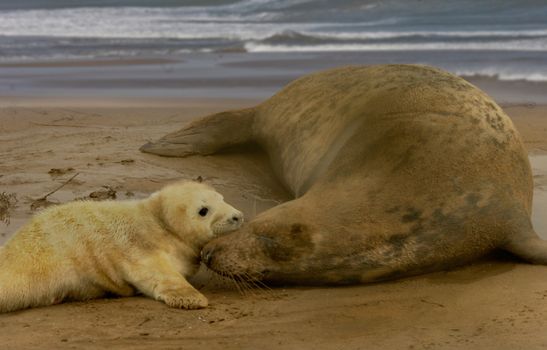 A new born Atlantic Grey Seal gets close to its mother on the beach at Donna Nook in Lincolnshire, England.