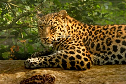 The Amur Leopard is named after the river Amur, which runs allong some of the border between Russia and China where these animals breed.