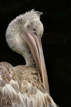 The Dalmation Pelican is one of the heaviest species of bird capable of flying, and is found in Africa, Southern Europe and Asia.