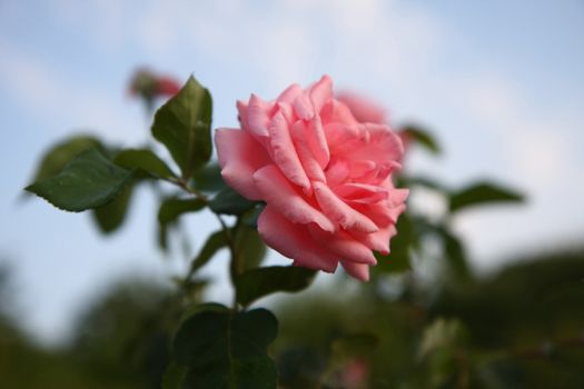 Close up of pink rose in village garden
