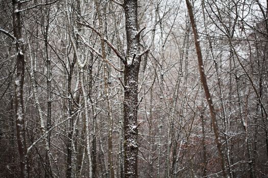 Forest in Winter