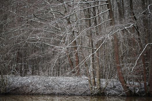 Forest in Winter