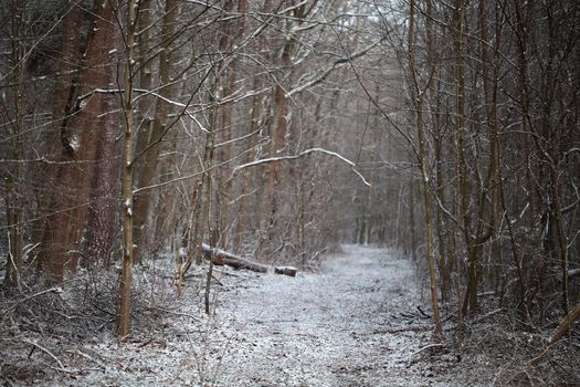 Forest in Winter