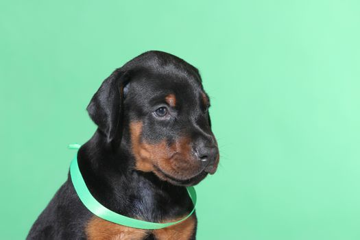 Portrait of Puppy with green belt  on green background