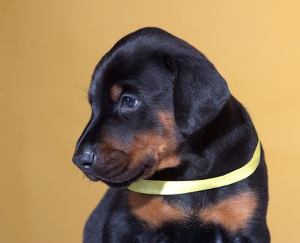 Close up Portrait of Puppy with yellow belt  on yellow background