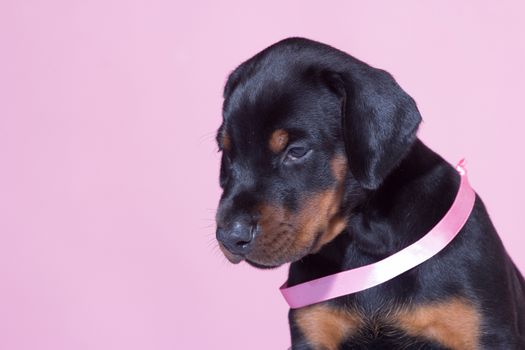 Portrait of Puppy with pink belt  on pink background
