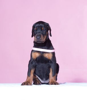 Puppy with pink belt  on pink background