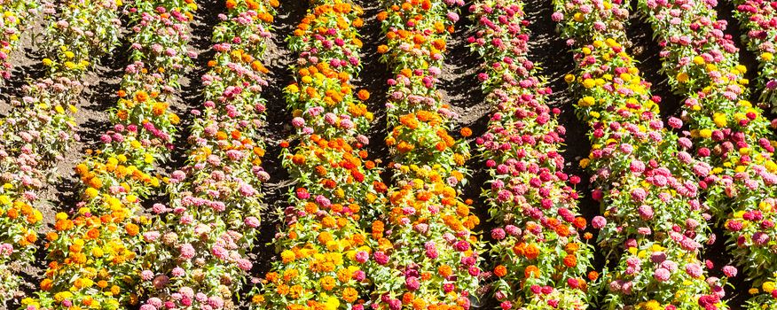 Tagetes colored field, cultivated during spring season