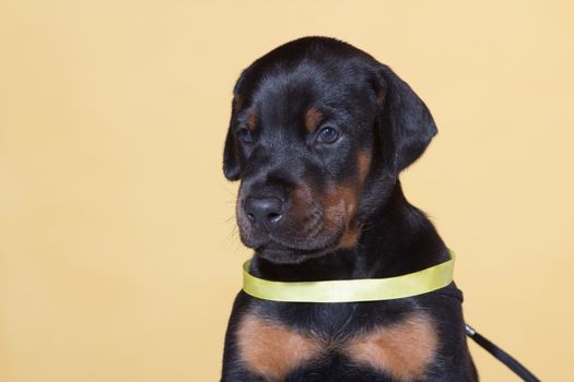 Close up Portrait of Puppy with yellow belt  on same background