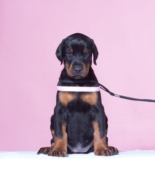 Puppy with pink belt  on same background