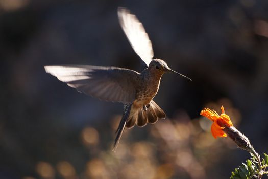 Hummingbird feeding on in flight