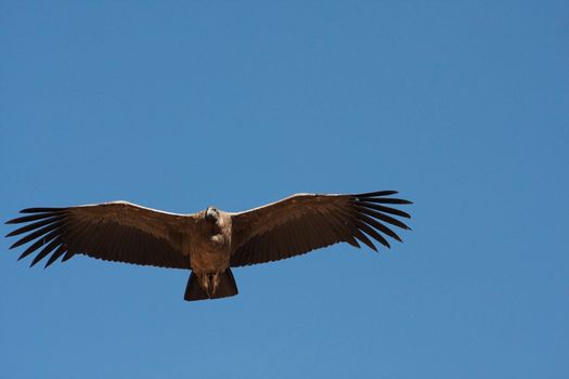 Female Andean Condor in Colca Canyon, Peru