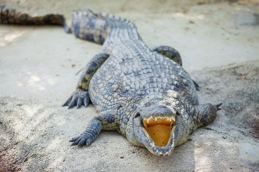 Big crocodils resting in a crocodiles farm.