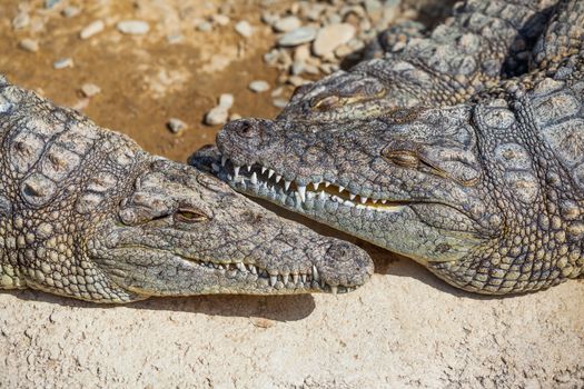 Big crocodiles resting in a crocodiles farm.