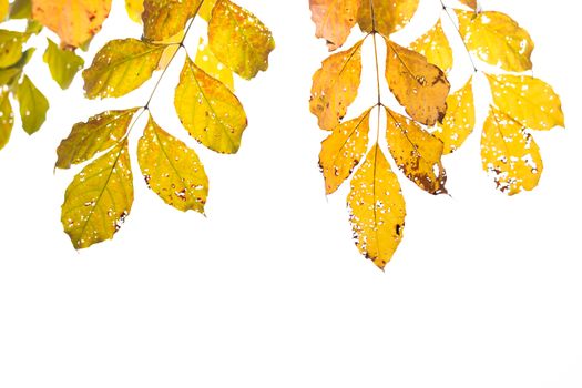 beautiful colorful autumn leaves isolated on white background