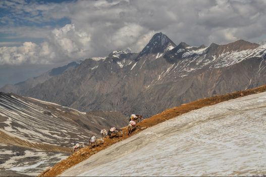 Caravan of donkeys in high altitudes of Himalayas mountains in Nepal