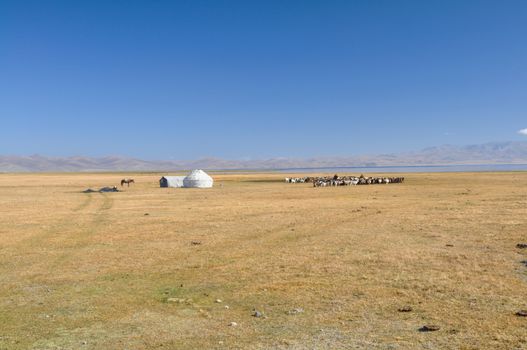 Scenic view of traditional yurt and livestock of nomadic tribe on green grasslands in Kyrgyzstan