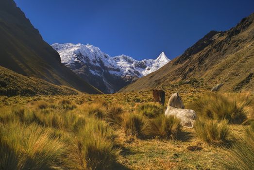 Horses grazing in scenic valley between high mountain peaks in Peruvian Andes