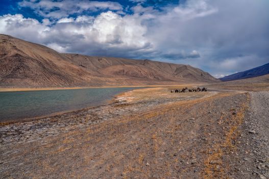 Herd of yaks by the river in Pamir mountains in Tajikistan