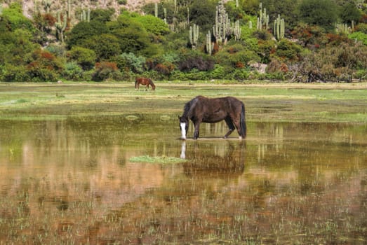 Horses in picturesque marshes of Salta region in Argentina, south America