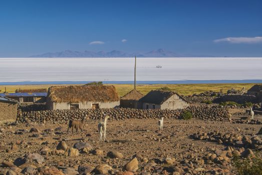 Old bolivian village with llamas and vast white salt flat Salar de Uyuni in the background