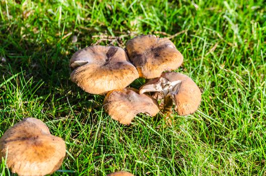 Local brown mushrooms in a meadow.