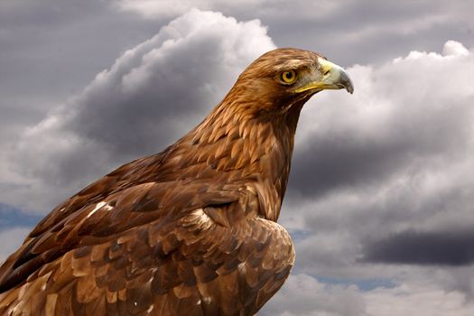 The Golden Eagle is considered to be a sacred bird in some cultures, such as native Americans.