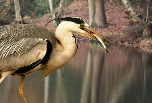 A Grey Heron catches a fish in a pool in Staffordshire, England.