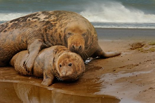 A large Atlantic Grey Seal with a smaller female at mating time on the beach at Donna Nook in Lincolnshire, England.
