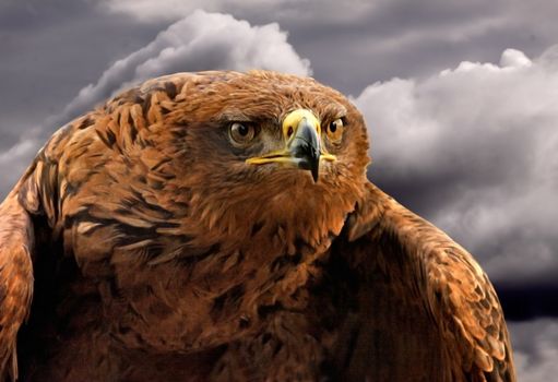 The Spanish Imperial Eagle is an endangered species, found mainly in Spain but also in Portugal and Morroco.