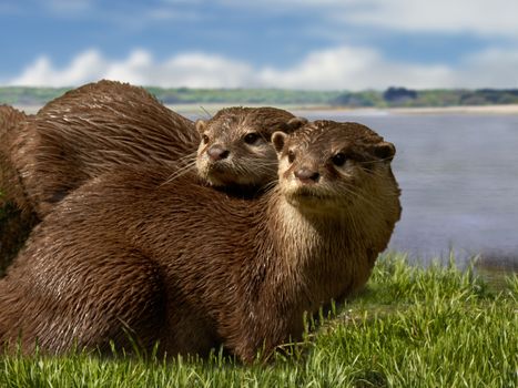 The Asian Short-Clawed Otters are the smallest of the Otter family. They are very sociable animals, living in groups of fifteen to twenty.